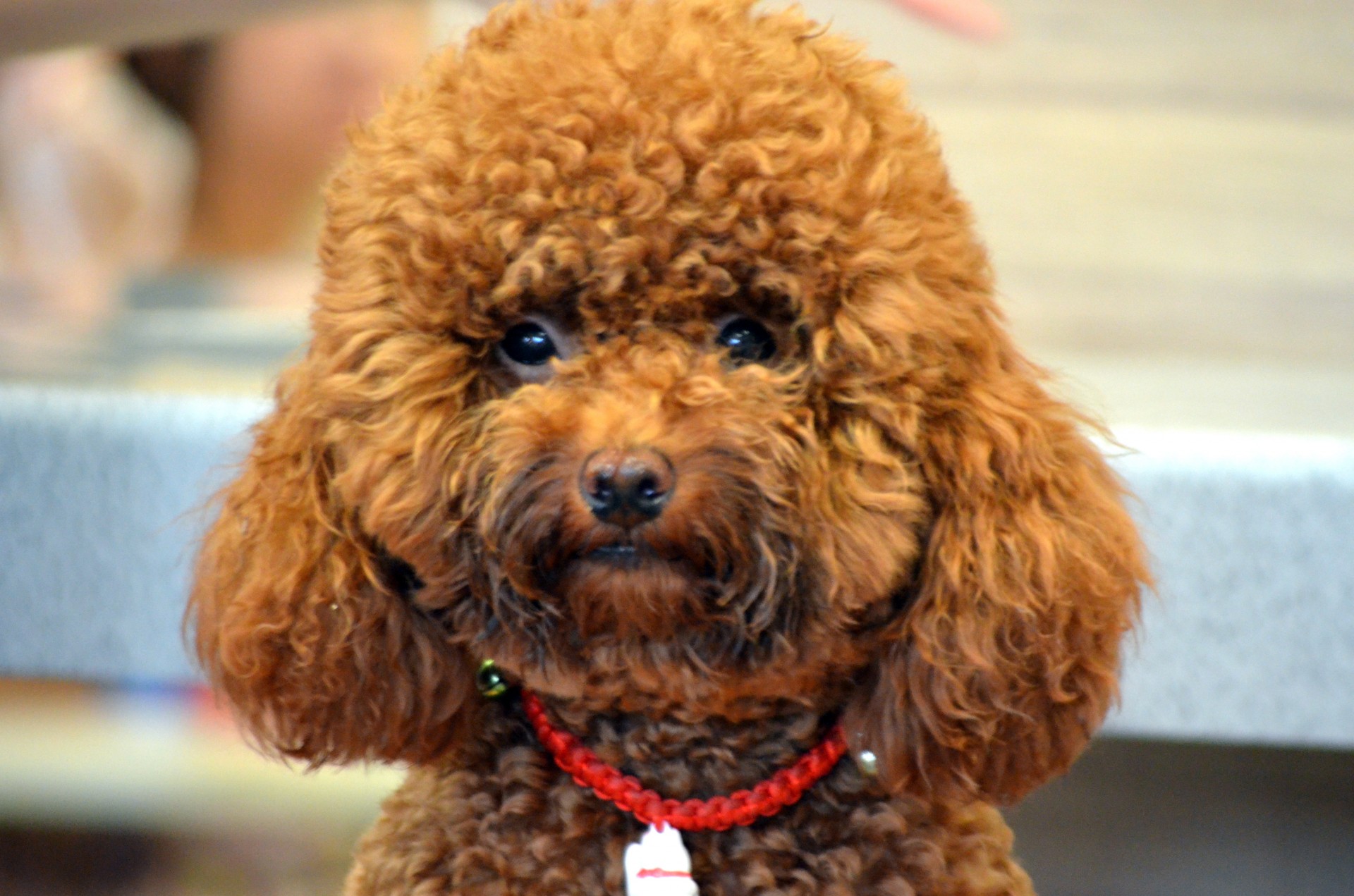 A cute poodle